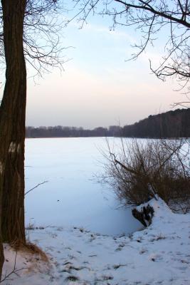Foto des Albums: Ganz in weiß - ein Winterspaziergang um den Falkenhagener See
