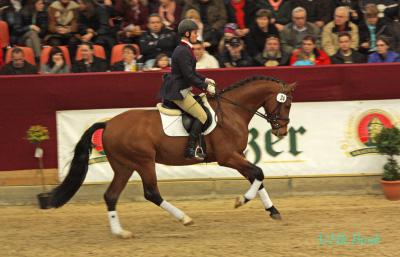 Foto des Albums: Hengstpräsentation 2014 in Neustadt (Dosse) (15.02.2014)