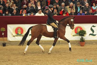 Foto des Albums: Hengstpräsentation 2014 in Neustadt (Dosse) (15.02.2014)