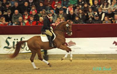 Foto des Albums: Hengstpräsentation 2014 in Neustadt (Dosse) (15.02.2014)