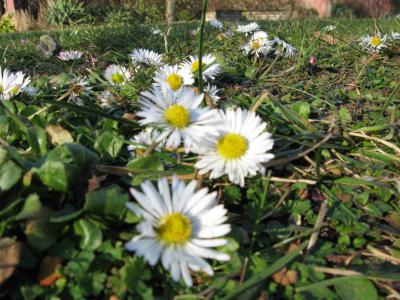 Foto des Albums: Frühlingsgrüße