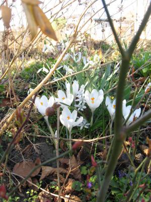 Foto des Albums: Frühlingsgrüße