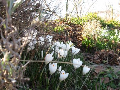Foto des Albums: Frühlingsgrüße