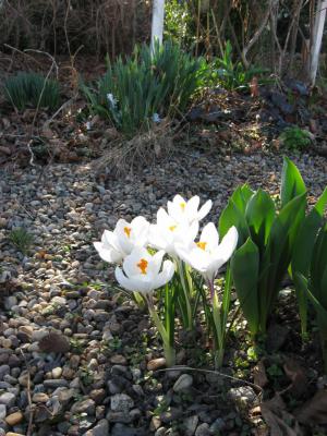 Foto des Albums: Frühlingsgrüße