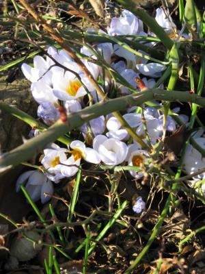 Foto des Albums: Frühlingsgrüße