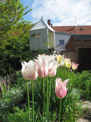 Foto des Albums: Frühlingsgrüße