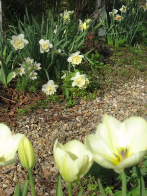 Foto des Albums: Frühlingsgrüße