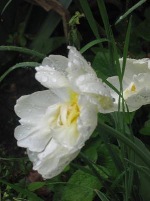 Foto des Albums: Frühlingsgrüße