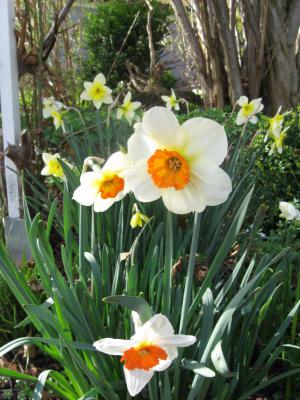 Foto des Albums: Frühlingsgrüße
