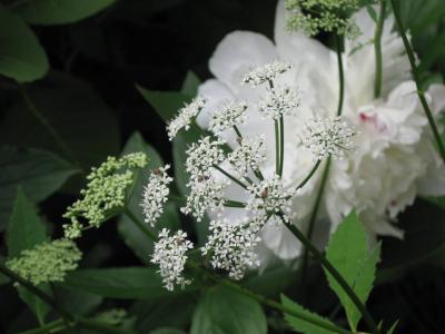 Foto des Albums: Frühlingsgrüße
