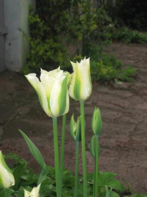 Foto des Albums: Frühlingsgrüße