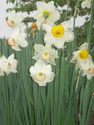 Foto des Albums: Frühlingsgrüße
