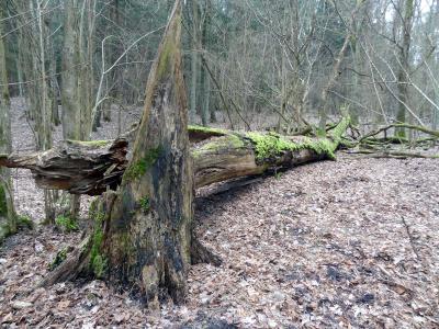 Foto des Albums: Wanderung in der Rehfelder Heide (29. 03. 2014)