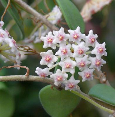 Foto des Albums: Wachsblumen Blütenbilder (04.04.2014)