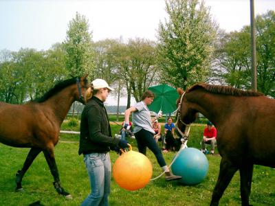 Foto des Albums: Gelassenheitstraining (03.06.2006)