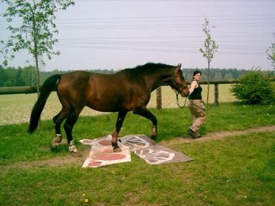 Foto des Albums: Gelassenheitstraining (03.06.2006)