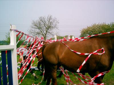 Foto des Albums: Gelassenheitstraining (03.06.2006)