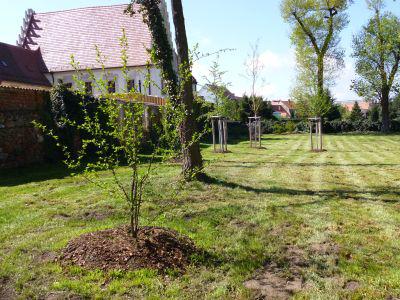 Foto des Albums: Freigabe Neugestaltung Klosterpark Mühlberg
