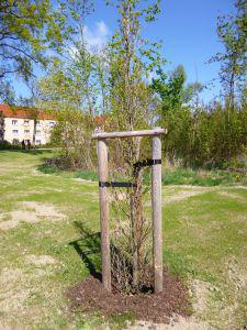 Foto des Albums: Freigabe Neugestaltung Klosterpark Mühlberg