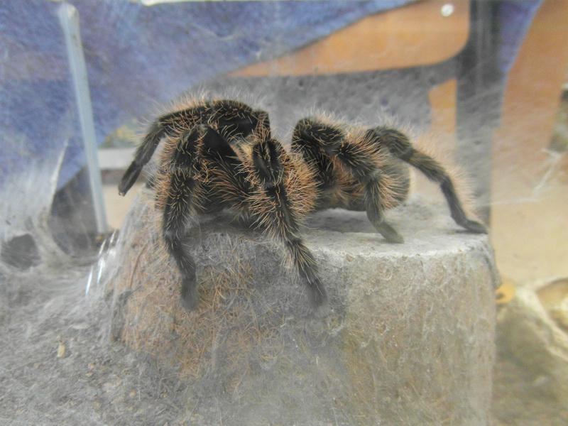 Bild: Oh, wie schön, eine Spinne!