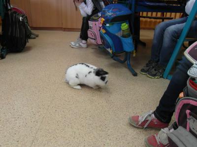 Foto des Albums: Tiere in der Schule? (28.05.2014)