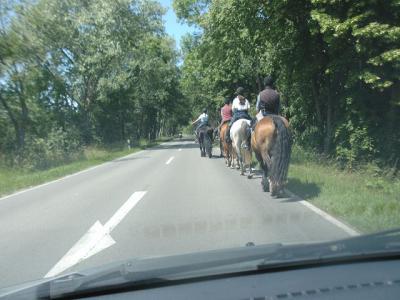 Foto des Albums: Wanderritt Tremmen (31.05.2014)