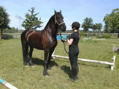 Foto des Albums: Gelassenheitstraining (07.06.2014)