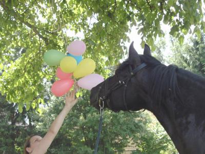 Foto des Albums: Gelassenheitstraining (07.06.2014)