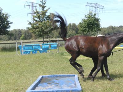 Foto des Albums: Gelassenheitstraining (07.06.2014)