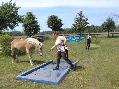 Foto des Albums: Gelassenheitstraining (07.06.2014)