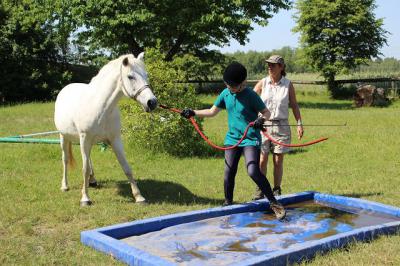 Foto des Albums: Gelassenheitstraining (07.06.2014)