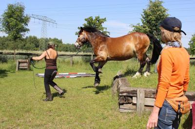 Foto des Albums: Gelassenheitstraining (07.06.2014)