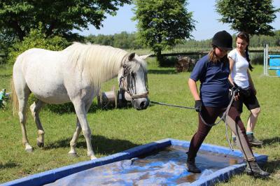 Foto des Albums: Gelassenheitstraining (07.06.2014)