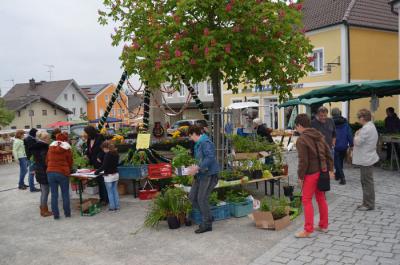 Foto des Albums: Maimarkt 2014