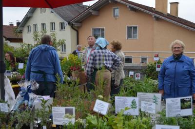 Foto des Albums: Maimarkt 2014