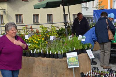 Foto des Albums: Maimarkt 2013