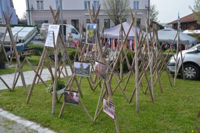 Foto des Albums: Maimarkt 2013