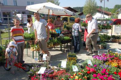 Foto des Albums: Maimarkt 2012