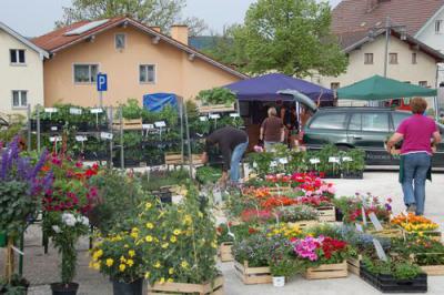 Foto des Albums: Maimarkt 2011