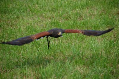 Foto des Albums: Volksfest 2011