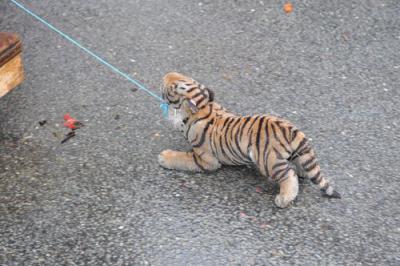 Foto des Albums: Rosenmontag 2010