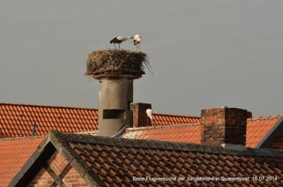 Foto des Albums: Störche in Querenhorst