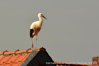 Foto des Albums: Störche in Querenhorst