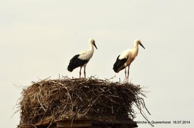 Foto des Albums: Störche in Querenhorst