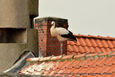 Foto des Albums: Störche in Querenhorst