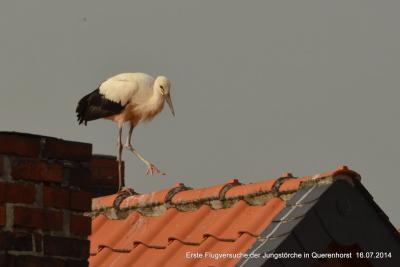 Foto des Albums: Störche in Querenhorst