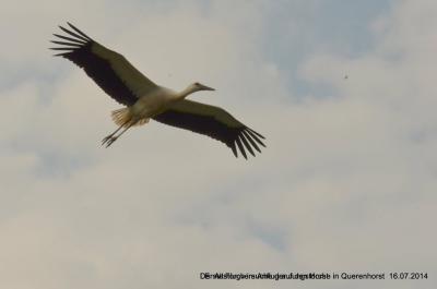 Foto des Albums: Störche in Querenhorst