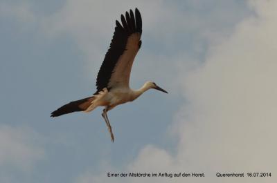 Foto des Albums: Störche in Querenhorst
