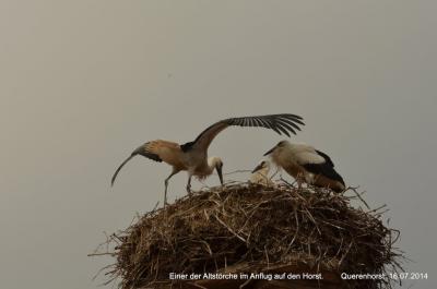 Foto des Albums: Störche in Querenhorst