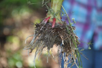 Foto des Albums: Ausbreitungsprävention des Indischen Springkrautes im Solmsbachtal (22. 07. 2014)